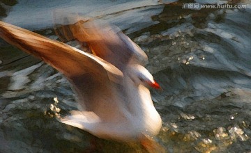 動感海鷗油畫
