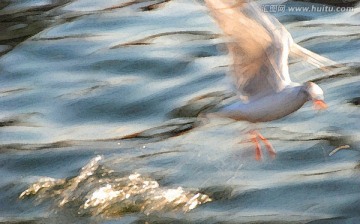 動感海鷗油畫