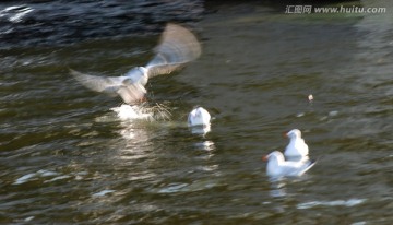 慢门海鸥