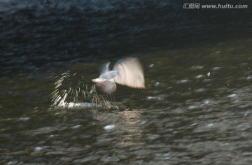 慢门海鸥