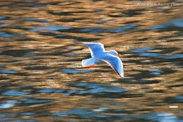動(dòng)感海鷗油畫