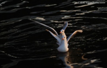 慢门海鸥