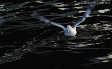 慢门海鸥