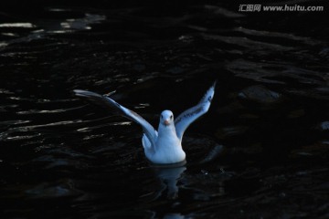 慢门海鸥