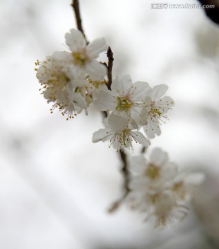 棠梨花 春花