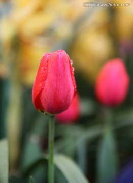 郁金香花