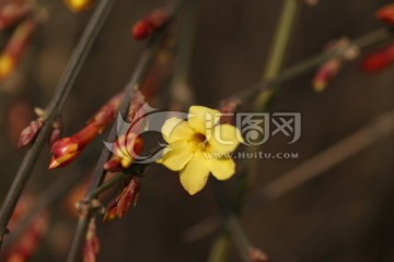 黄色迎春花特写