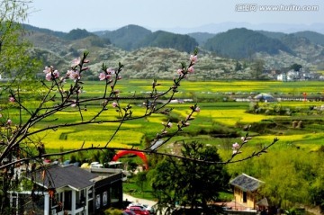 希望的田野