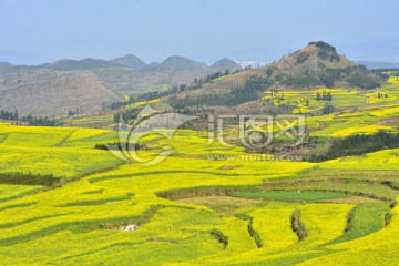 田园风光 花海