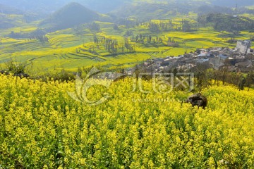 油菜花