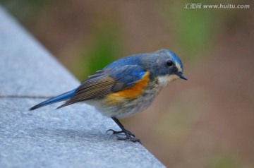 红肋蓝尾鸲