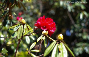 杜鹃花 马缨花 高山杜鹃