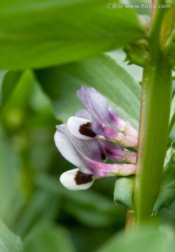 蚕豆花 蚕豆