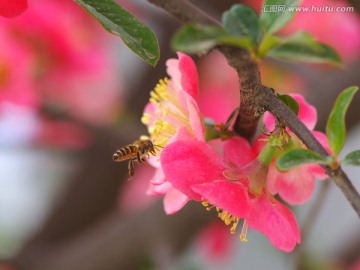 蜜蜂和海棠花