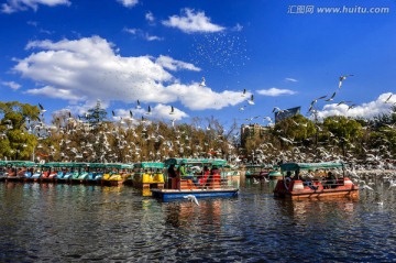 翠湖 红嘴鸥