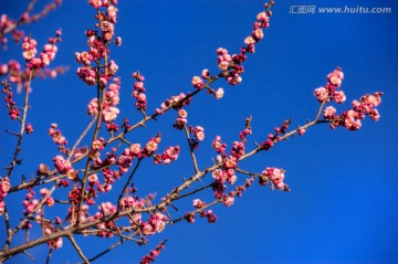 梅花 红梅