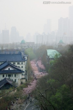 樱花路