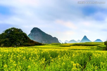 云南罗平油菜花