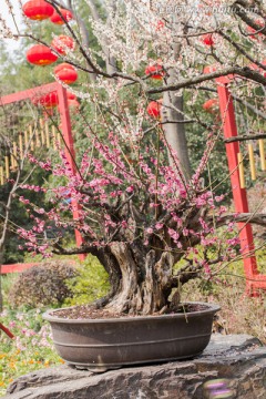 梅花 盆景