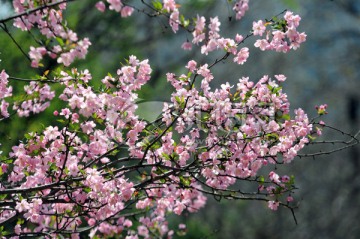 海棠花