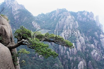 三清山松树