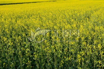 油菜花田