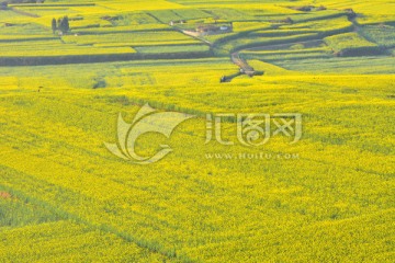 油菜花田