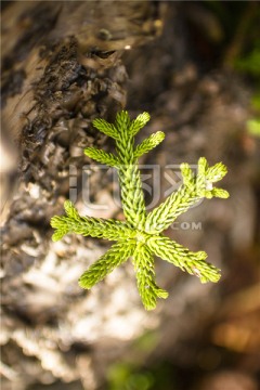 热带植物