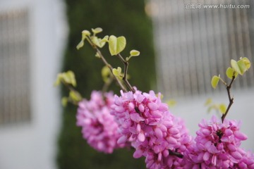 紫荆花