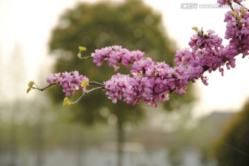 紫荆花