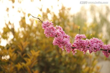 紫荆花