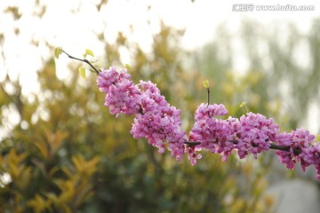 紫荆花