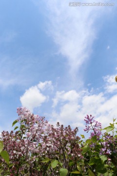 丁香花