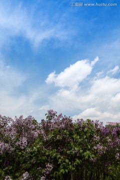 丁香花