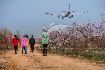 桃花飞机