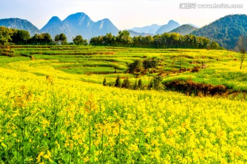 云南罗平油菜花