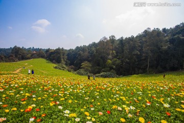 格桑花