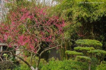 寒梅松柏