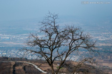 枯树枝