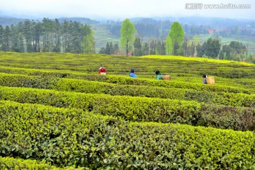 茶山茶园