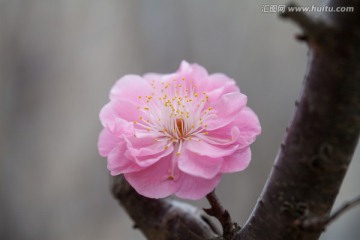 梅花特写