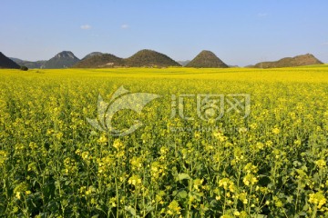 油菜花