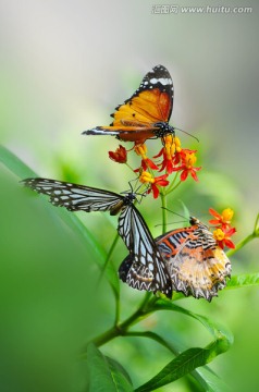 花香蝶争栖