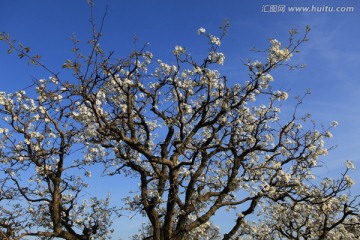 春天的梨树