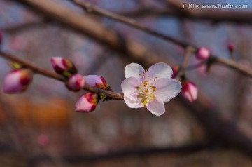 梅花