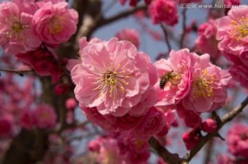 梅花