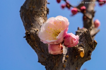 梅花