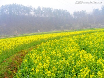 油菜花