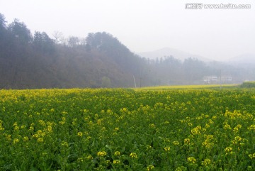 油菜花