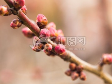 梅花花苞写真